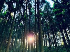 -上色见熊野座神社
