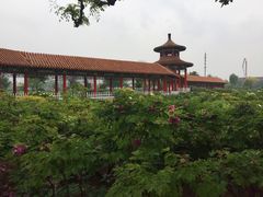 -曹州百花园