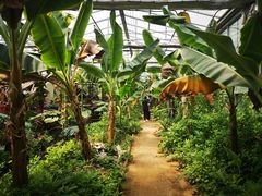 -呀路古热带植物园