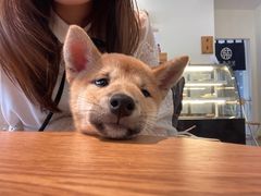 -柴犬小屋·柴餐厅·狗咖食堂(金鼎广场店)