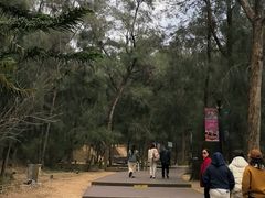 -大京沙滩