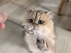 -豆逗聊愈猫阁Easy Life