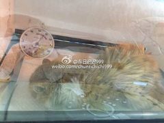 盛京一禾-盛京一禾