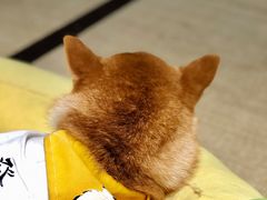 -逗柴咖啡屋·狗咖猫咖宠物桌游