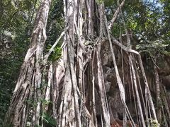 -中国科学院西双版纳热带植物园
