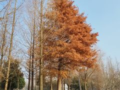 -同里国家湿地公园