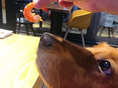 -MR鹅外