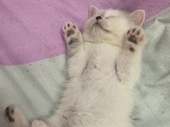 -心仪动物医院·牙专科·肿瘤·心脏科(西客站院)