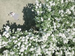 -上海滨江森林公园