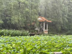 -深圳仙湖植物园