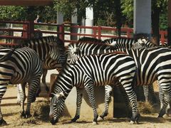 -石家庄市动物园