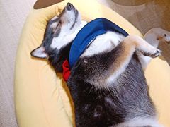 -逗柴咖啡屋·狗咖猫咖宠物桌游