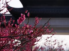 -苏州上方山国家森林公园