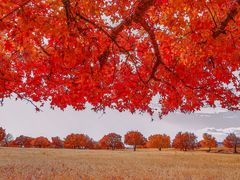 -五角枫生态旅游景区