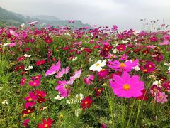-径山花海