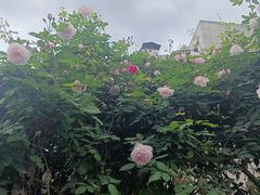 -金水泊山庄·花椒鸡(铁山坪店)