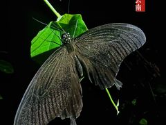 -中国科学院西双版纳热带植物园