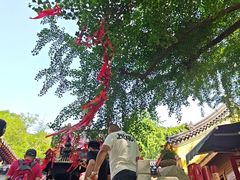 -石老人观光园
