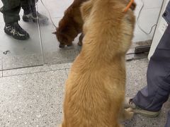 -四月宠物医院·猫专科·心脏专科·内科(转塘店)