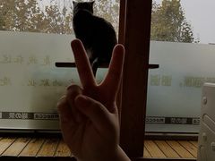 -猫的茶·猫咖