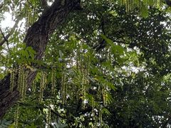 -上海佘山国家森林公园天马山园