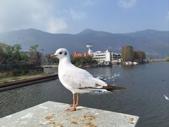 -海埂大坝