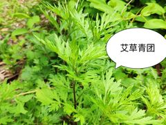 -上海滨江森林公园