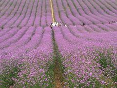 -紫颐香薰山谷景区