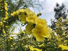 -大兴滨河森林公园