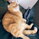 4年前家人在宠物店看到它，说是原来的家庭不能再养猫