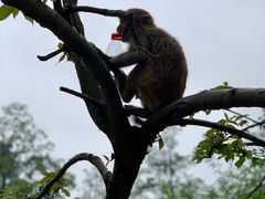 -黔灵山公园