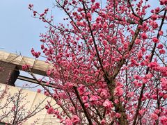 -国际非物质文化遗产博览园