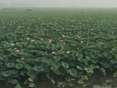 -微山湖红荷湿地景区