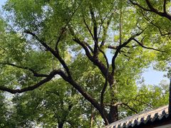 -荔湾湖公园