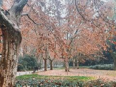 -上海共青森林公园