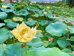 -广州莲花山旅游区