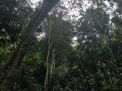 -西双版纳原始森林公园