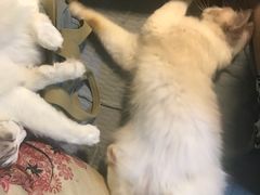 -李小姐の猫咖啡馆(五角场店)