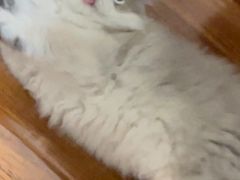 -老吴的猫·猫舍(新区店)