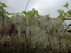 -嘉定紫藤园
