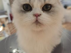 -COLOR PETS 撸猫馆·购猫·猫咖(长风大悦城店)