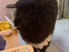 -我爱猫咪·猫咖·狗咖·安哥拉兔·羊驼咖(小寨华旗店)