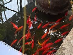 -野蔓果·山野菜(西湖景区·龙井茶田店)