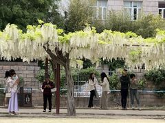 -嘉定紫藤园