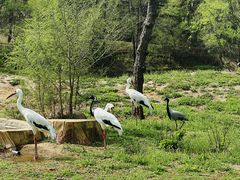 -沈阳森林动物园