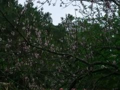 -牛鱼嘴原始生态风景区