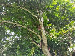 -中国科学院西双版纳热带植物园
