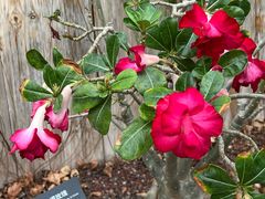 -北京植物园-展览温室