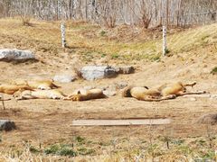 -北京野生动物园