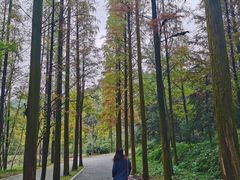 -天花井景区